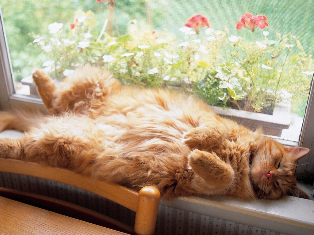 Window Sill Slumber
